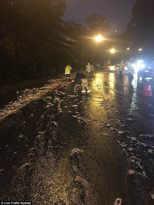 臭气熏天！悉尼公路上堆满了死鱼废料 路过司机全都崩溃了，“想吐”！（组图） - 3