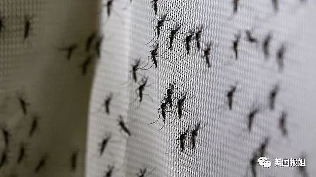 比尔盖茨花400万刀研究消灭蚊子，给跪了！（组图） - 3