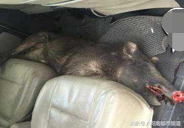 高速驾车撞死野猪，车主撒泼要求带走野猪作为赔偿！
