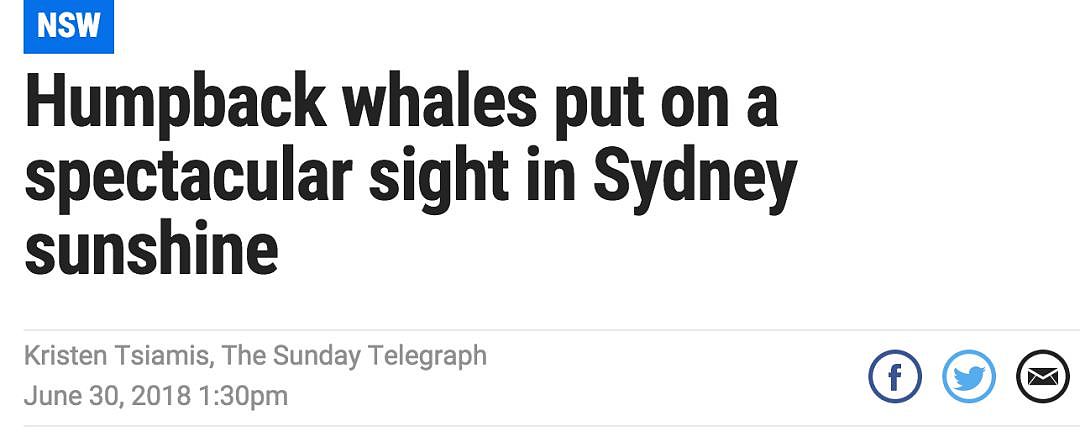 翻江倒海！3万座头鲸占领悉尼港！整个港口沸腾了！气势磅礴场面壮观！（视频/组图） - 1