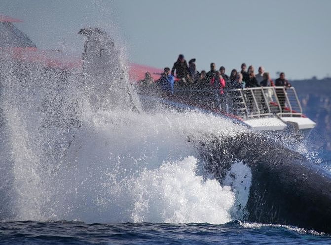 翻江倒海！3万座头鲸占领悉尼港！整个港口沸腾了！气势磅礴场面壮观！（视频/组图） - 3