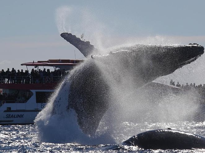翻江倒海！3万座头鲸占领悉尼港！整个港口沸腾了！气势磅礴场面壮观！（视频/组图） - 4