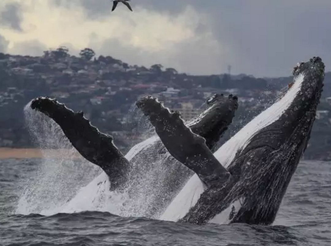 翻江倒海！3万座头鲸占领悉尼港！整个港口沸腾了！气势磅礴场面壮观！（视频/组图） - 5