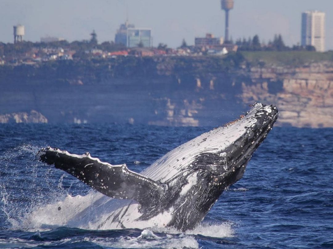 翻江倒海！3万座头鲸占领悉尼港！整个港口沸腾了！气势磅礴场面壮观！（视频/组图） - 7