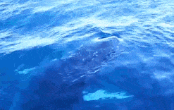 翻江倒海！3万座头鲸占领悉尼港！整个港口沸腾了！气势磅礴场面壮观！（视频/组图） - 9