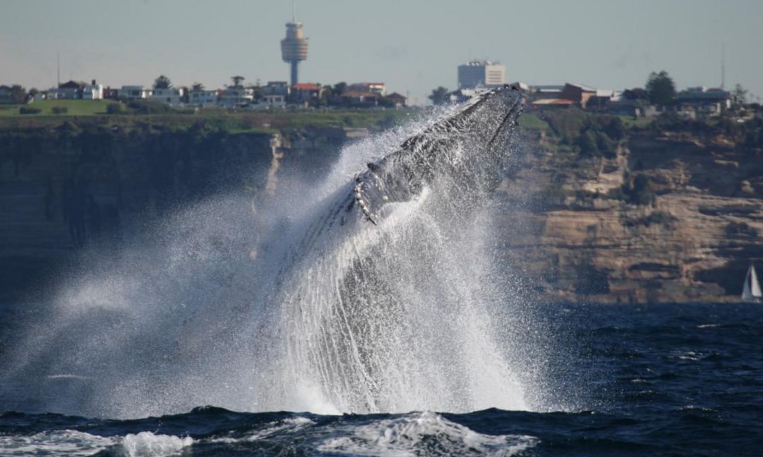 翻江倒海！3万座头鲸占领悉尼港！整个港口沸腾了！气势磅礴场面壮观！（视频/组图） - 10