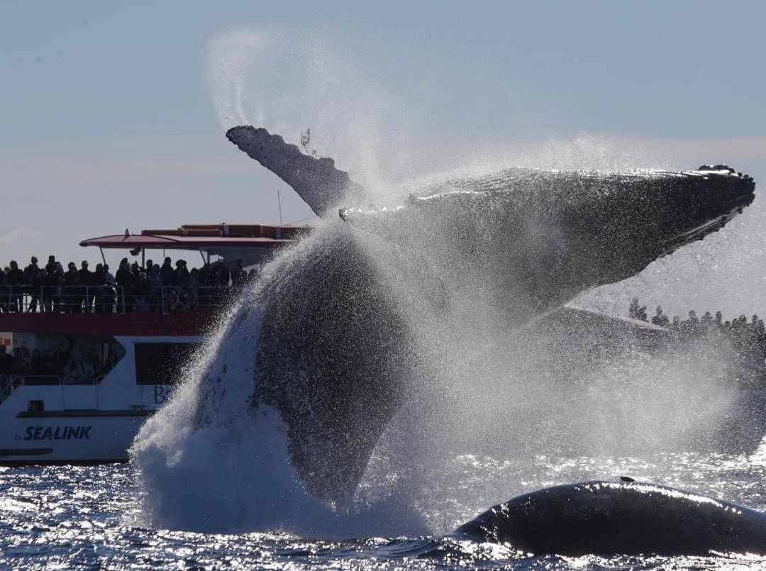 翻江倒海！3万座头鲸占领悉尼港！整个港口沸腾了！气势磅礴场面壮观！（视频/组图） - 11