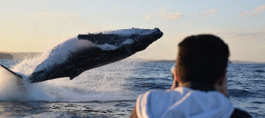 翻江倒海！3万座头鲸占领悉尼港！整个港口沸腾了！气势磅礴场面壮观！（视频/组图） - 26