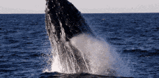 翻江倒海！3万座头鲸占领悉尼港！整个港口沸腾了！气势磅礴场面壮观！（视频/组图） - 27