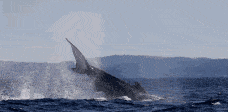翻江倒海！3万座头鲸占领悉尼港！整个港口沸腾了！气势磅礴场面壮观！（视频/组图） - 28