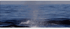 翻江倒海！3万座头鲸占领悉尼港！整个港口沸腾了！气势磅礴场面壮观！（视频/组图） - 33