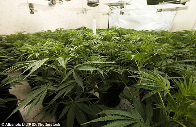 Highly profitable grow houses, filled with hundreds of plants (pictured) are littered across the country