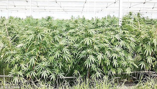 In December last year officers from the Drug and Serious Crime Group uncovered a 'very sophisticated' hydroponic operation across three properties west of Brisbane (pictured) 