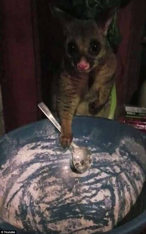 4DDCD8ED00000578-5911687-Footage_shows_a_man_catching_the_possum_in_the_act_of_eating_his-a-33_1530580631617.jpg,0