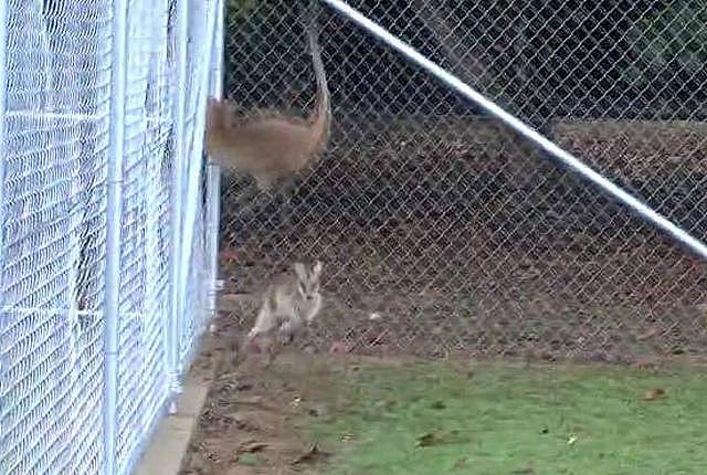 澳公园沙袋鼠不堪饥饿与精神重压 80只撞死在铁网上