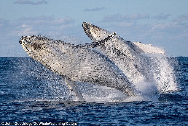 The two humpback whales, pictured, weigh in the region of about 40 tons each 