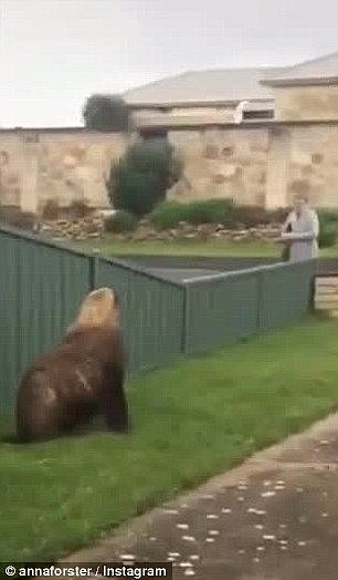 Video footage reveals a seal who sat in the centre of a home's front yard in Beachport, South Australia engaging in a stare-off with a female passerby