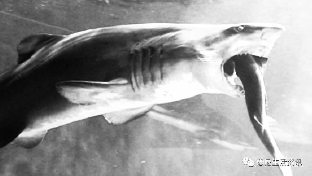 惊悚！悉尼水族馆虎鲨突然吐出半截手臂！所有人尖叫逃窜，然而真相更可怕...（组图） - 10