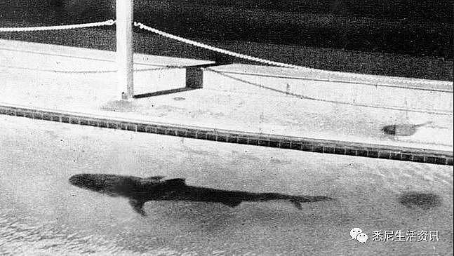惊悚！悉尼水族馆虎鲨突然吐出半截手臂！所有人尖叫逃窜，然而真相更可怕...（组图） - 18