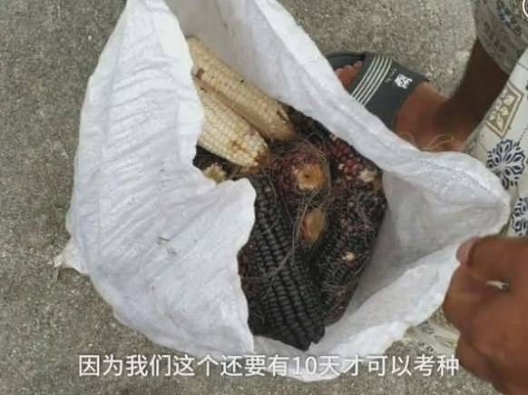 价值千万！湖南农大科研玉米被偷，大妈被抓现行拒不归还（组图） - 7