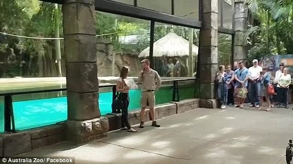 澳动物园一则视频，点击量破24000次！老虎表演秀中，管理员一个举动惊呆所有人...(视频/组图） - 1