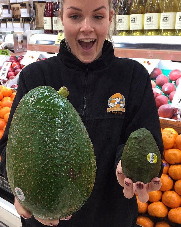 A bumper crop of Avozillas (pictured), giant avocados five times the size of the regular variety, has hit the market