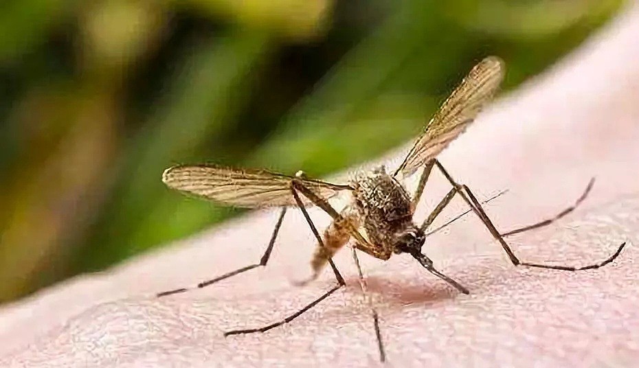 300万只！澳洲大规模放生蚊子！疯狂肆虐居民区！但这次蚊子慌了…（组图） - 1