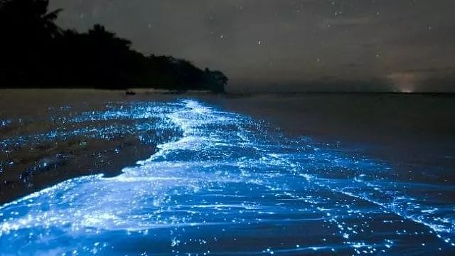 美到窒息！澳各地惊现蓝色荧光海，一到夜晚，就有神奇的事情发生！（视频/组图） - 1