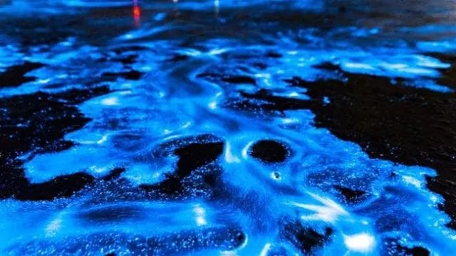 美到窒息！澳各地惊现蓝色荧光海，一到夜晚，就有神奇的事情发生！（视频/组图） - 10