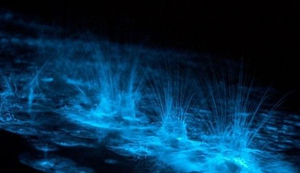 美到窒息！澳各地惊现蓝色荧光海，一到夜晚，就有神奇的事情发生！（视频/组图） - 14