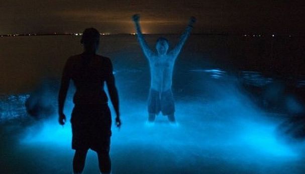 美到窒息！澳各地惊现蓝色荧光海，一到夜晚，就有神奇的事情发生！（视频/组图） - 15