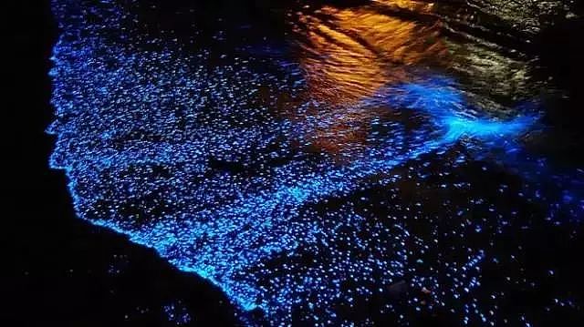 美到窒息！澳各地惊现蓝色荧光海，一到夜晚，就有神奇的事情发生！（视频/组图） - 24