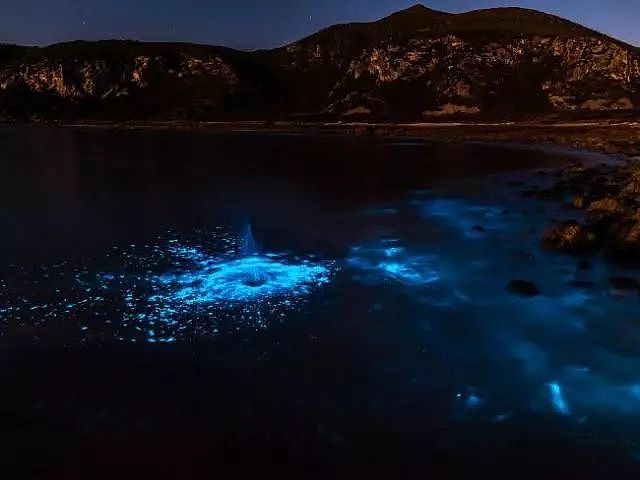 美到窒息！澳各地惊现蓝色荧光海，一到夜晚，就有神奇的事情发生！（视频/组图） - 27