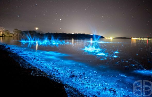 美到窒息！澳各地惊现蓝色荧光海，一到夜晚，就有神奇的事情发生！（视频/组图） - 29
