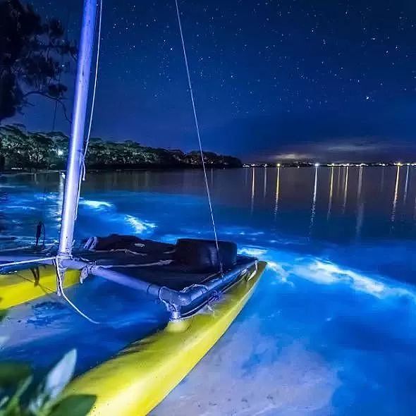 美到窒息！澳各地惊现蓝色荧光海，一到夜晚，就有神奇的事情发生！（视频/组图） - 35