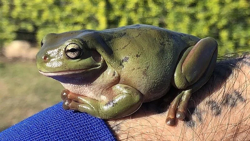 澳男发了张放生青蛙的照片，结果成了网红！连外国媒体都抢着见他（组图） - 1
