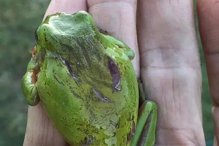 澳男发了张放生青蛙的照片，结果成了网红！连外国媒体都抢着见他（组图） - 7