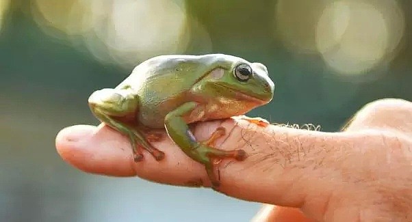 澳男发了张放生青蛙的照片，结果成了网红！连外国媒体都抢着见他（组图） - 8