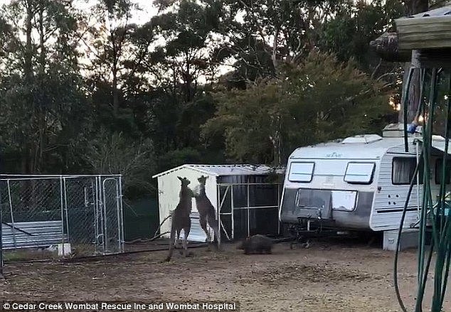 Two hopping kangaroos are pictured brawling at Cessnock in the Hunter Valley, New South Wales. A wombat is seen running towards them.