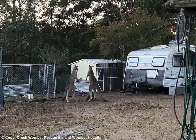 The wombat (pictured) successfully intervened and distracted the fighting kangaroos 