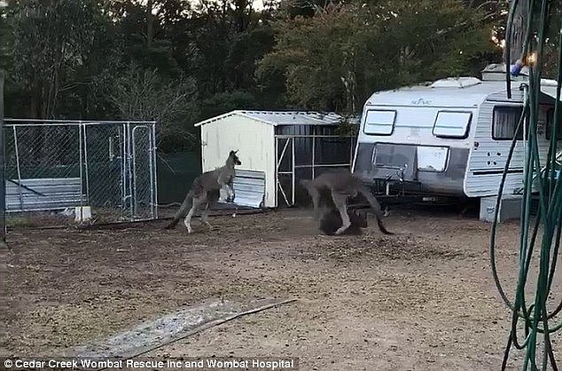 One of the kangaroos was then seen trying to grab the wombat before she escaped between its legs 