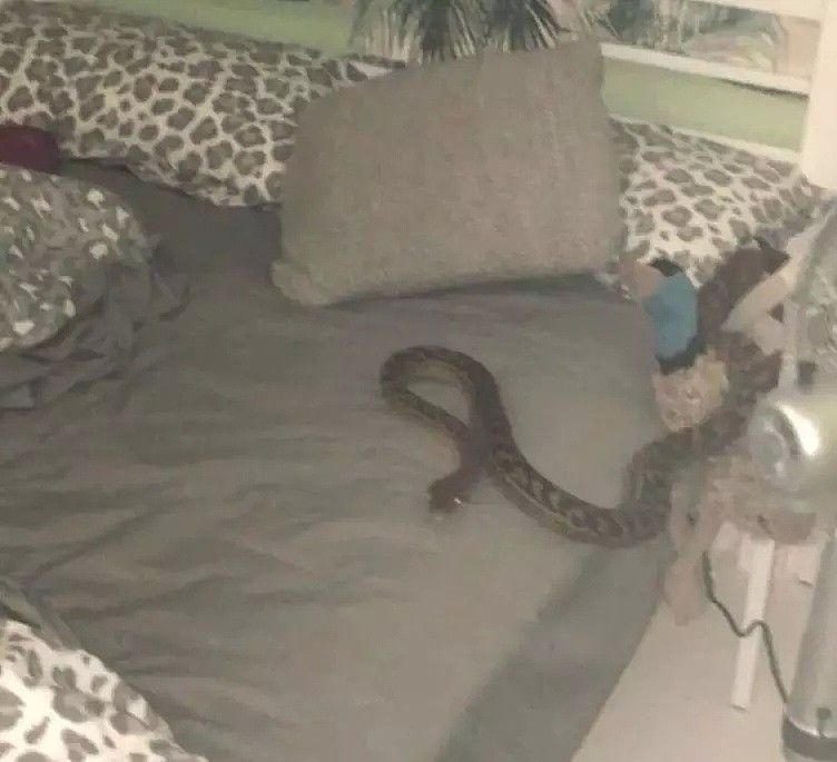 澳洲妈妈掀开女儿被子，发现床上盘踞着一条大蟒蛇，然后她眼睁睁看着蟒蛇吞下了一个东西...（组图） - 1