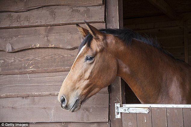 A man claimed a horse gave him consent for sex by winking at him (stock image)