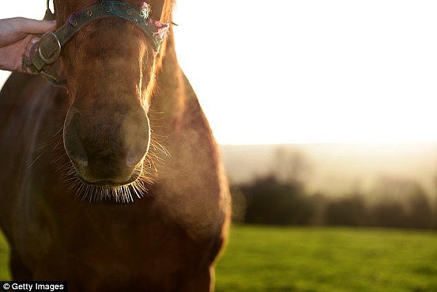 Daniel Webb-Jackson, 31, broke into a stables in Grafton, New South Wales to 'chill out' with a horse and have sex with it in January (stock image)