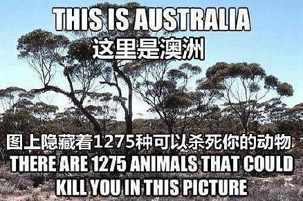 澳洲有1275种动物可以杀死你？错！今天又增加了一种，但99%的人还不知道！（视频/组图） - 1