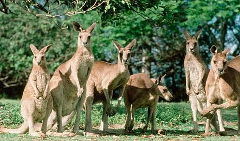 澳洲有1275种动物可以杀死你？错！今天又增加了一种，但99%的人还不知道！（视频/组图） - 33