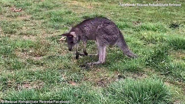 Shocking footage of a kangaroo acting 'drunk' has been filmed by a wildlife officer and uploaded to social media 