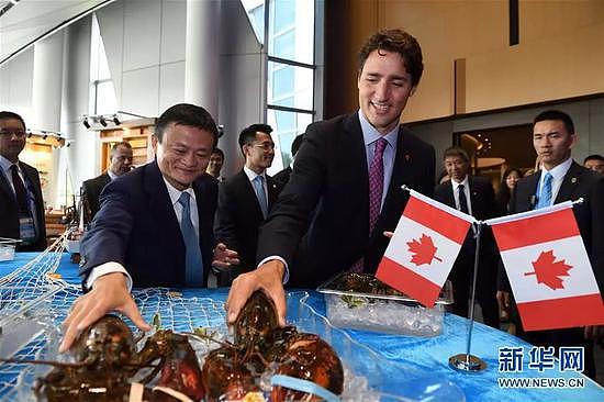 ▲资料图片：2016年9月3日，加拿大总理特鲁来华出席二十国集团领导人杭州峰会，图为特鲁多抓起加拿大龙虾。（新华社）