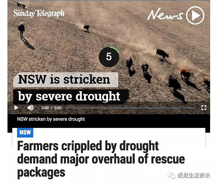 悲惨！悉尼郊区大旱，上万只羊饿成皮包骨，很多人却专买这种羊...（组图） - 3