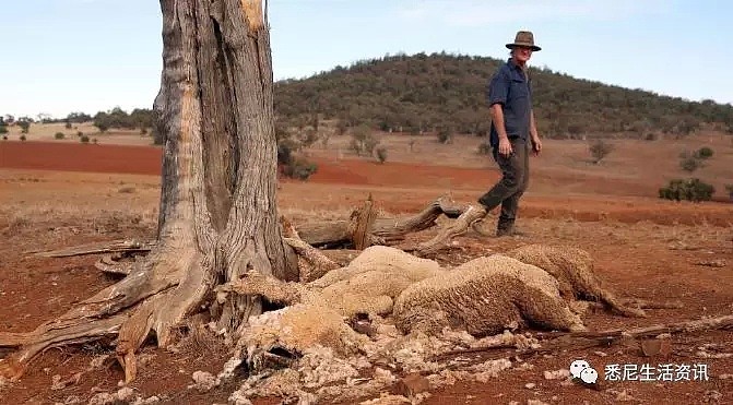 悲惨！悉尼郊区大旱，上万只羊饿成皮包骨，很多人却专买这种羊...（组图） - 7